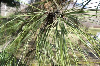 Pinus ponderosa